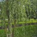 Salix x sepulcralis 'Chrysocoma' - 4