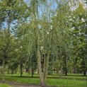 Salix x sepulcralis 'Chrysocoma' - 3