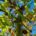 Platanus x Hispanica