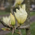 Magnolia 'Yellow River' - 11
