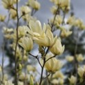 Magnolia 'Yellow River' - 10
