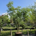 Albizia julibrissin - 1