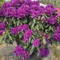 Rhododendron 'Marcel Menard' - 4