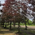 Fagus sylvatica 'Atropunicea' - 5