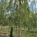 Salix x sepulcralis 'Chrysocoma' - Foto 4
