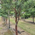 Acer griseum - 6