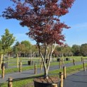 Acer palmatum 'Bloodgood' - 1