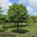 Tilia cordata 'Böhlje' - 4