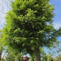 Taxus baccata - 2