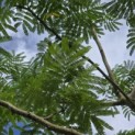 Albizia julibrissin - 1