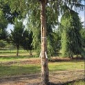 Taxus baccata dovastoniana 'Aurea Pendula' - 1