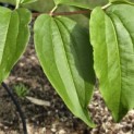 Heptacodium miconioides - Foto 3