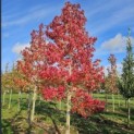 Liquidambar styraciflua - 1