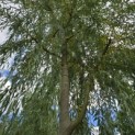 Salix sepulcralis 'Chrysocoma' - Foto 3