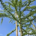 Larix kaempferi 'Diana' - juni 2026