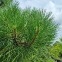 Pinus nigra 'Nigra' - Afbeelding 4