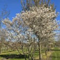 Amelanchier lamarckii - 3