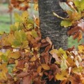 Fagus sylvatica - Foto 4