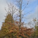 Fagus sylvatica - Foto 3