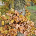Fagus sylvatica - Foto 1