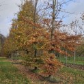 Fagus sylvatica - Foto 2