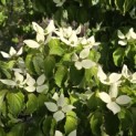 Cornus kousa - 4