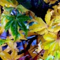 Acer palmatum 'Shishigashira' - herfst