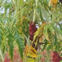 Rhus typhina 'Tiger Eyes' - 1