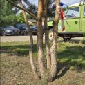 Pinus sylvestris - 2