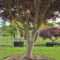 Acer palmatum 'Bloodgood' - Foto 9