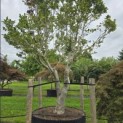 Magnolia 'Susan' - 1