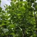 Tilia x europaea 'Euchlora' - 1