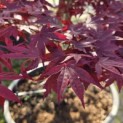 Acer palmatum 'Bloodgood' - Foto 1