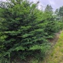 Taxus Baccata - Foto 2