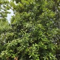 Quercus ilex - 7