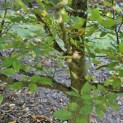 Carpinus betulus - 1