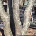 Parrotia persica - Foto 1