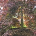 Acer palmatum 'Inaba Shidare' - 7