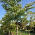 Albizia julibrissin - 4