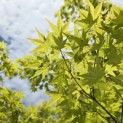 Acer palmatum 'Polymorphum' - 2