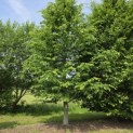 Haagbeuk - Foto 1