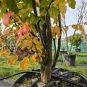 Parrotia persica 'Vanessa' - 3