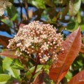 Photinia fraseri 'Red Robin' - 1