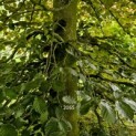 Fagus sylvatica 'Atropunicea' - 3