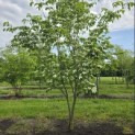 Cornus kousa 'China Girl' - Foto 5