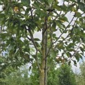 Magnolia 'Heaven Scent' - Foto 3