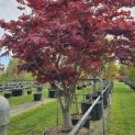 Acer palmatum 'Fireglow' - 5