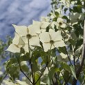 Cornus kousa 'Milky Way' - 4