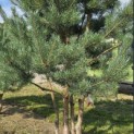 Pinus sylvestris - 4