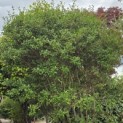 Osmanthus x Burkwoodii - 1